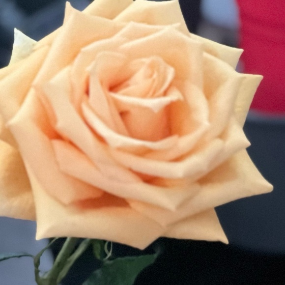 Meet your Posher, Alex - Picture 1 of 1